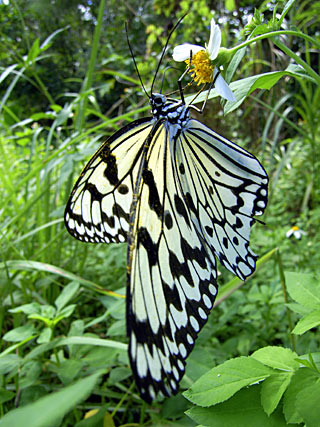 オオゴマダラ オオゴマダラ