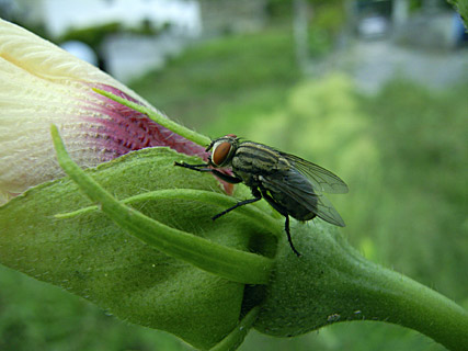 ハエの一種 ハエの一種