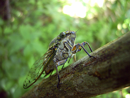 イワサキゼミ イワサキゼミ