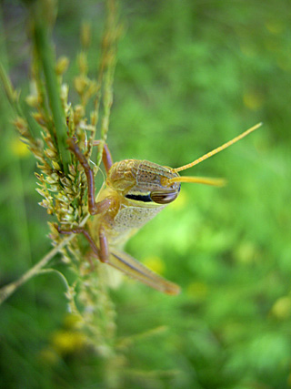 ツチイナゴ幼虫 ツチイナゴ幼虫
