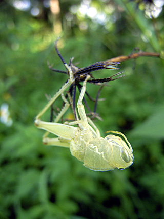 ツチイナゴ脱皮殻 ツチイナゴ脱皮殻