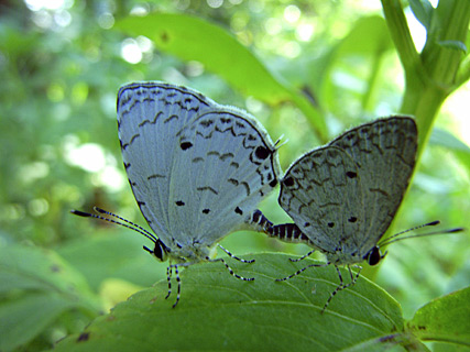 タイワンクロボシシジミ交尾 タイワンクロボシシジミ交尾