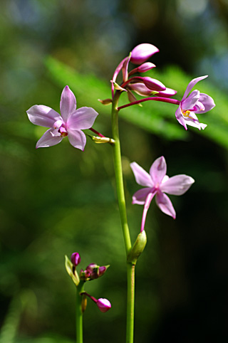 コウトウシラン コウトウシラン