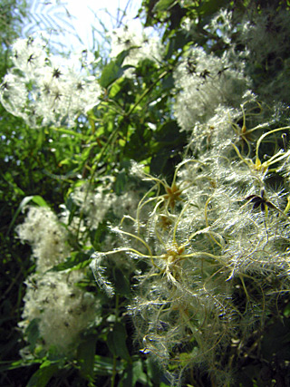 リュウキュウボタンヅルの種 リュウキュウボタンヅルの種