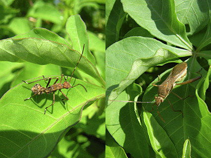 ホソヘリカメムシ ホソヘリカメムシ