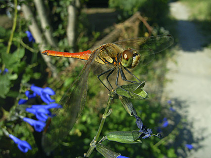 アキアカネ? アキアカネ?