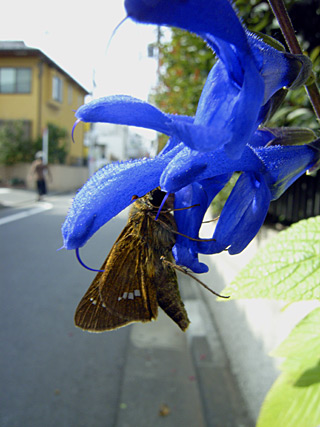 イチモンジセセリ イチモンジセセリ