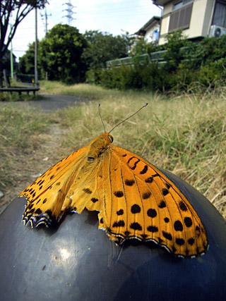 ツマグロヒョウモン雄 ツマグロヒョウモン雄