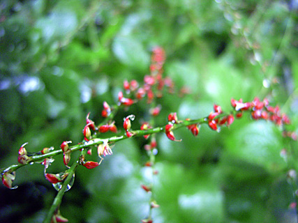 ミズヒキ ミズヒキ