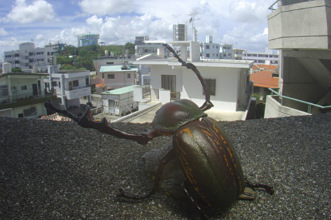 虫の眼レンズテスト撮影 虫の眼レンズテスト撮影