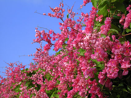 ニトベカズラ ニトベカズラ