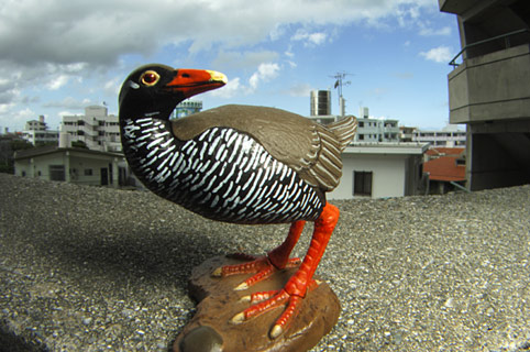 虫の眼レンズテスト撮影 虫の眼レンズテスト撮影