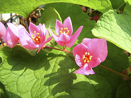 ニトベカズラ花 ニトベカズラ花