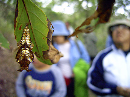 ヤエヤマイチモンジの蛹 ヤエヤマイチモンジの蛹