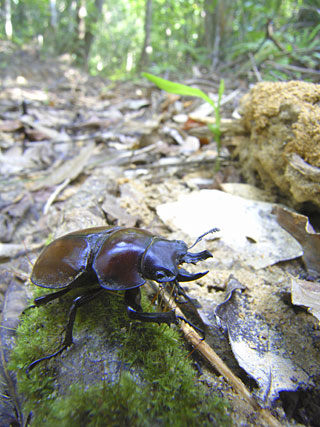 チャイロマルバネクワガタ雄 チャイロマルバネクワガタ雄