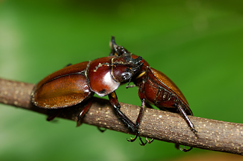 チャイロマルバネクワガタ雄間闘争 チャイロマルバネクワガタ雄間闘争