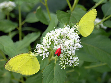 ヤマヒヨドリバナで吸蜜するキチョウと? ヤマヒヨドリバナで吸蜜するキチョウと?