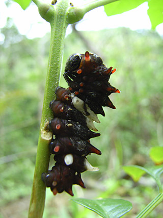 ジャコウアゲ前蛹 ジャコウアゲ前蛹