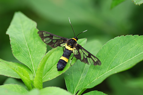 ムラマツカノコ ムラマツカノコ