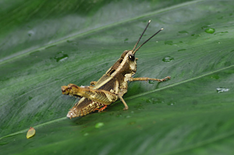 ヨナグニモリバッタ ヨナグニモリバッタ