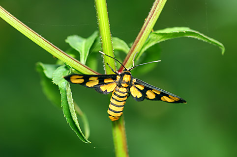 ツマキカノコ ツマキカノコ