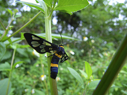 ムラマツカノコ ムラマツカノコ