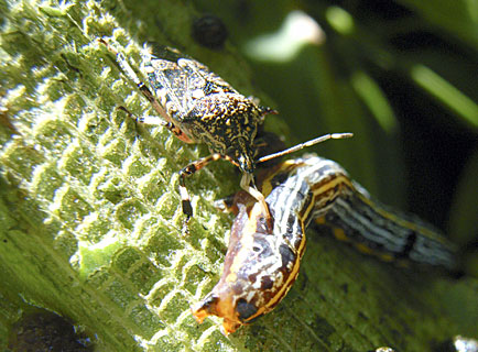 キシモフリクチブトカメムシ キシモフリクチブトカメムシ