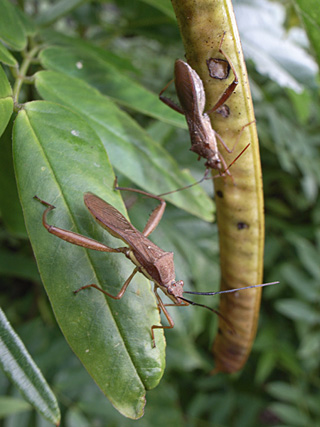 キスジホソヘリカメムシ キスジホソヘリカメムシ
