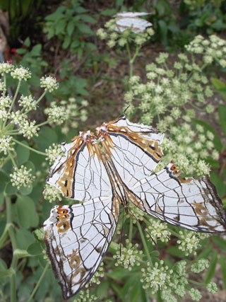 イシガケチョウ イシガケチョウ