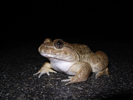 ナミエガエル ナミエガエル