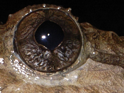 ナミエガエル ナミエガエル