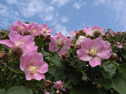 サキシマフヨウ サキシマフヨウ