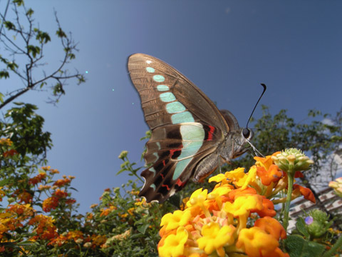 アオスジアゲハ アオスジアゲハ