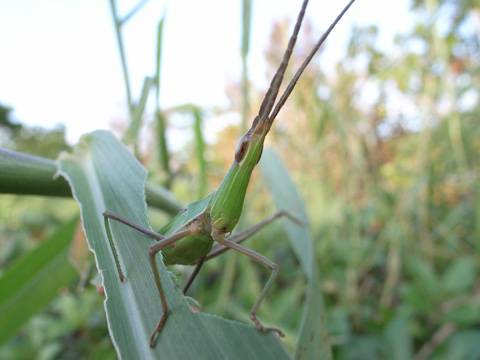 ショウリョウバッタ ショウリョウバッタ