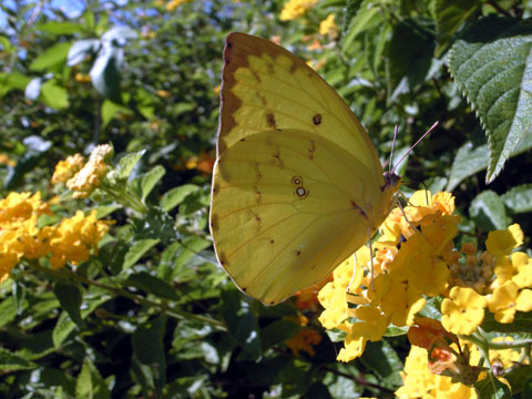 ウスキシロチョウ ウスキシロチョウ