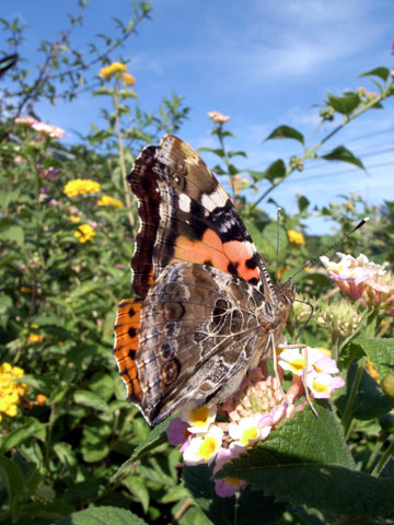 アカタテハ アカタテハ