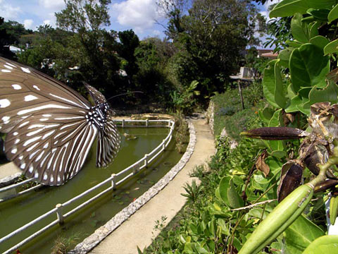 ツマムラサキマダラ雌 ツマムラサキマダラ雌