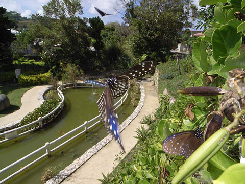 ツマムラサキマダラ雌 ツマムラサキマダラ雌