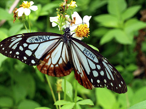 アサギマダラ アサギマダラ