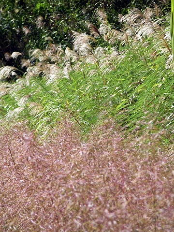 秋の陽の小径 秋の陽の小径