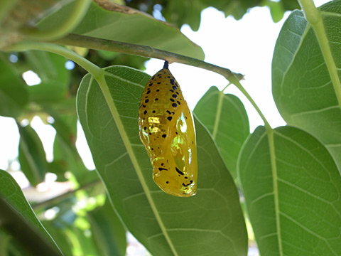 オオゴマダラ蛹 オオゴマダラ蛹