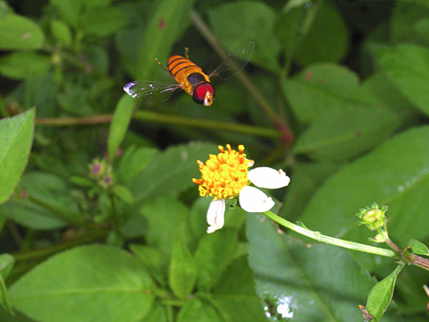 ヒラタアブの1種