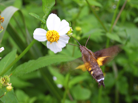 ホウジャクの1種