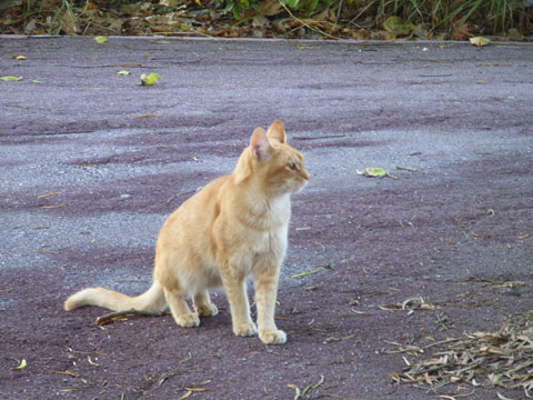 イエネコ イエネコ