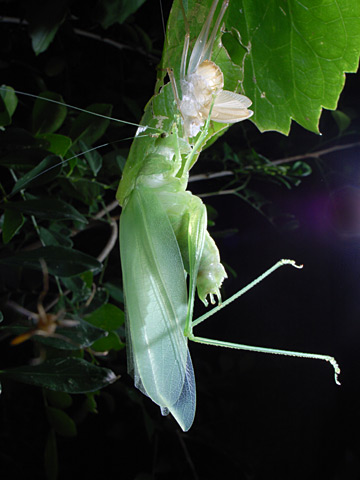 タイワンウマオイ羽化 タイワンウマオイ羽化