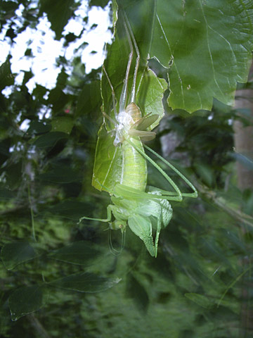 タイワンウマオイ羽化 タイワンウマオイ羽化