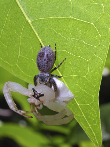 ハエトリグモに捕食されるアマミアズチグモ ハエトリグモに捕食されるアマミアズチグモ