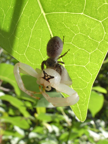 アマミアズチグモを捕食するハエトリグモ アマミアズチグモを捕食するハエトリグモ