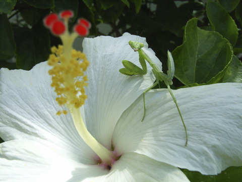 ハラビロカマキリ幼虫 ハラビロカマキリ幼虫