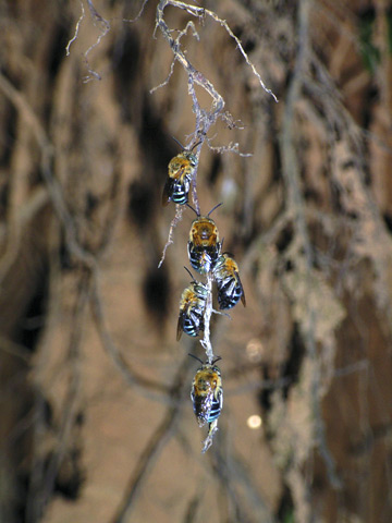 アオスジコシブトハナバチ アオスジコシブトハナバチ